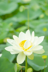 아름다운 연꽃밭에 백련과 수련