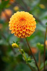 Orange dahlia flower in bloom with layered petals and blurred background