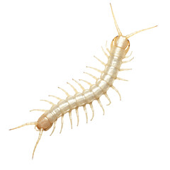 Rare white centipede isolated on white background, exotic arthropod cutout, unique invertebrate, unusual bug photography, creepy crawly insect for scientific projects