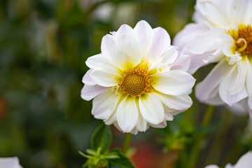 White dahlia flower with soft yellow center blooming in garden