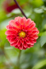 Pink dahlia flower in bloom with detailed petals and blurred background