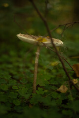 autumn forest, umbrella mushroom among clover and branches, umbrella macro