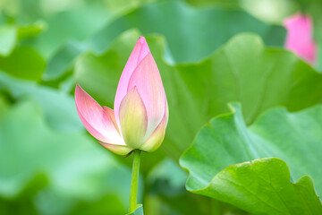 아름다운 연꽃밭에 백련과 수련