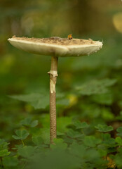 Umbrella mushroom in the middle of clover, edible mushroom on a long thin leg with a large hat in the forest in autumn, umbrella macro
