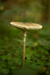 Umbrella mushroom in the middle of clover, edible mushroom in the forest in autumn, umbrella macro