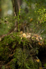 fox or wolf den in the forest, autumn nature in the forest