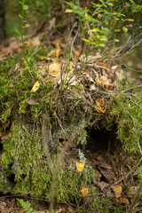 large and deep hole of a wild animal in the forest under a stump, wild nature, forest landscape, atmosphere of wildlife