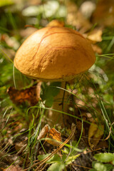 Edible mushroom with an orange cap in the sun in the grass in the forest