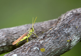 Obscure Bird Grasshopper (Schistocerca obscura) sitting on a tree branch in the summer garden. Copy space.