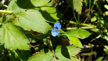 Beautiful little blue flower background. Perfect for documentaries about tropical rainforests and World Nature Conservation Day on July 28th. blue bug on a green leaf