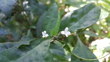 Small white flower of dark green tropical plant, nature background. Perfect for documentaries about tropical rainforests and World Nature Conservation Day on July 28th. white flowers in the snow