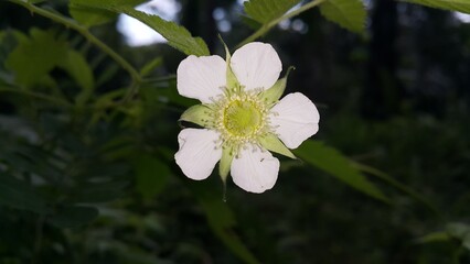 Fototapeta premium white flowers in the forest, Big white flower of dark green tropical plant, nature background. Perfect for documentaries about tropical rainforests and World Nature Conservation Day on July 28th.
