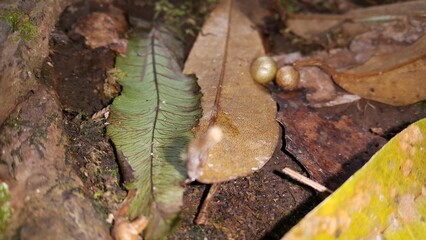 The leaves of the trees are scattered brown. Perfect for documentaries about tropical rainforests and World Wildlife Conservation Day on December 4th.

