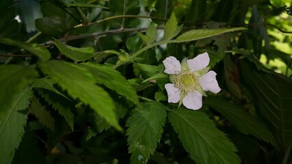 Very beautiful white color flower wallpaper. World Environment Day on June 5th. World Wildlife Conservation Day on December 4th. World Nature Conservation Day on July 28th.