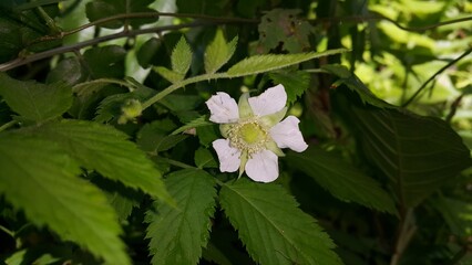 Very beautiful white color flower wallpaper. Shot in the jungle..