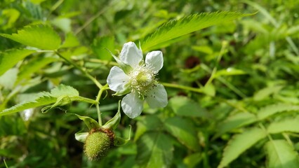 Very beautiful white color flower wallpaper . Shot in a tropical rainforest. spring flowers in the garden