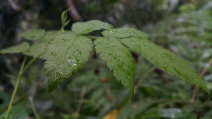 Wet plant leaves background exposed to rain leaves. Shot in the jungle. rain drops on leaves