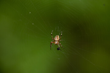 The spider caught a fly in its web