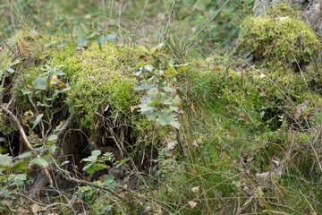 wolf, fox hole under moss and thickets of grass in the forest