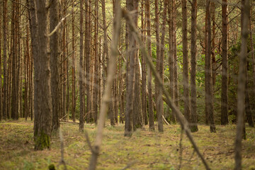 dense, old, autumn coniferous forest, beautiful nature, coniferous forest in autumn © Nadiia