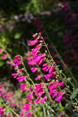 A cluster of vivid pink Parry's Penstemon, Penstemon parryi, wildflowers in Arizona.