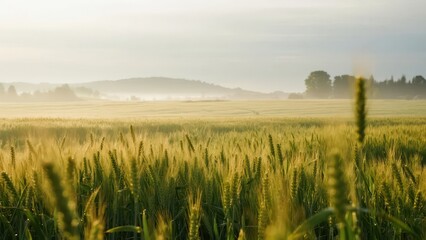 Fototapeta premium A wheat field in the morning light and mist shows the quiet beauty of the rural field.