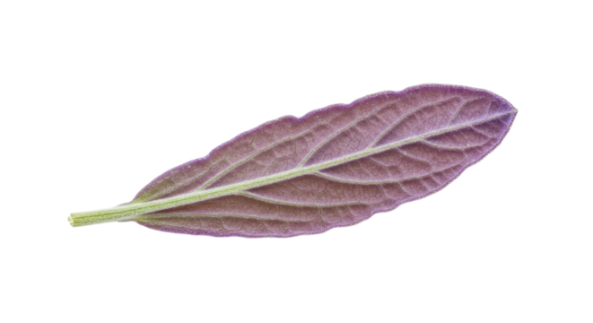 Single purple leaf isolated on white background. - Powered by Adobe