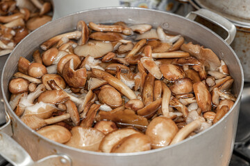 Delicious honey mushrooms in a ceramic plate . Honey fungus (Armillaria mellea) mushrooms in the bowl. Selective focus. Shallow depth of field.Mushrooms in a saucepan.