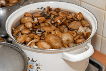Delicious honey mushrooms in a ceramic plate . Honey fungus (Armillaria mellea) mushrooms in the bowl. Selective focus. Shallow depth of field.Mushrooms in a saucepan.