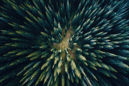 Overhead view of a dense coniferous forest - Powered by Adobe