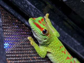 Phelsuma madagascariensis madagascariensis Madagascar day gecko macro close up