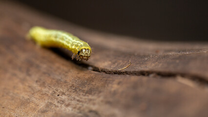 tiny green caterpillar crawling over wood background