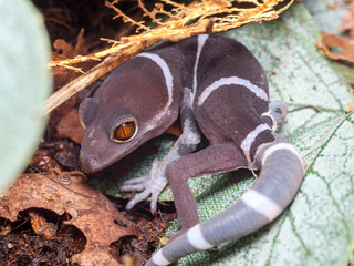 Goniurosaurus hainanensis Chinese cave gecko baby colse up macro