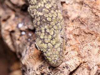 Eurydactylodes occidentalis chameleon gecko female top side view