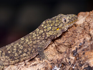 Eurydactylodes occidentalis chameleon gecko female side view