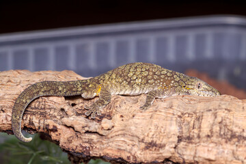 Eurydactylodes occidentalis chameleon gecko male side view