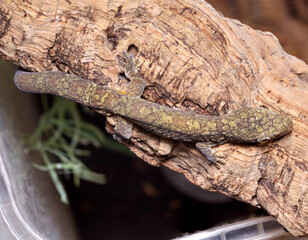 Eurydactylodes occidentalis chameleon gecko male top side view