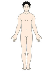 Fototapeta premium 解剖学的正位 男性 正面 カラー 髪あり