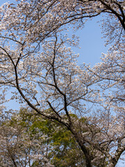 桜が咲く都市緑地公園「北雲雀きずきの森」