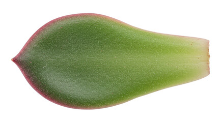 Single succulent leaf green thick fleshy ovate.