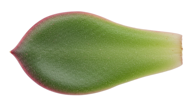 Single succulent leaf green thick fleshy ovate.
