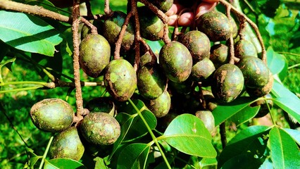Fresh bunch of Hog Plums (Spondias pinnata) hanging from a tree, a tropical fruit from Southeast...