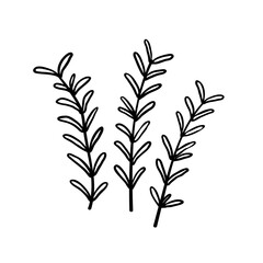 Hand drawn rosemary herb illustration. Doodle rosemary illustration. 