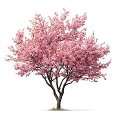 Beautiful Pink Blossom Tree Isolated on White Background