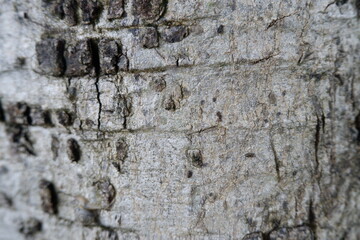 Closeup of tree bark surface. Rough natural texture with organic pattern. Weathered wood and cracks show aged detail, reflecting resilience within forest environment
