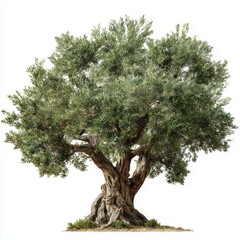 Ancient Olive Tree with Gnarled Trunk and Lush Green Foliage