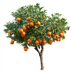 Bright Orange Citrus Tree with Juicy Oranges Isolated on White Background