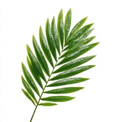 Green Tropical Palm Leaf Isolated on White Background Fresh Nature