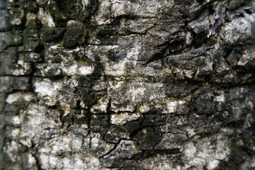 Detailed close up of rugged, ancient tree bark, showcasing its deeply textured surface and intricate patterns. natural organic material features striking blend of dark grey and white
