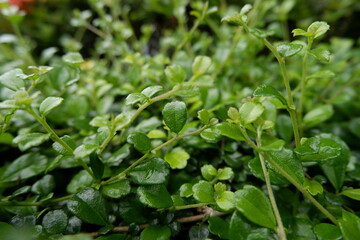Vibrant green foliage thriving outdoors. Small leaves on healthy plant create lush, dense texture. Fresh growth symbolizes nature serene beauty, providing refreshing view